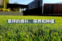 揭秘世界杯赛场草坪养护科技与绿色生态革新实践
