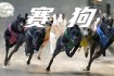 萌犬竞技场激战正酣：小狗世界杯趣味障碍赛上演速度与萌力对决