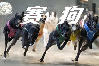 萌犬竞技场激战正酣：小狗世界杯趣味障碍赛上演速度与萌力对决