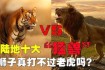 老虎与人类对决：谁才是真正的丛林之王