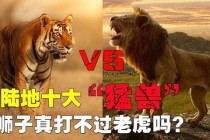 老虎与人类对决：谁才是真正的丛林之王