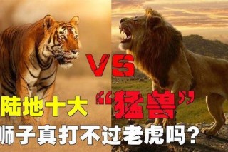 老虎与人类对决：谁才是真正的丛林之王